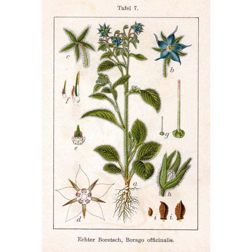 bourrache top cut iphym herbalism borago officinalis l Borage tops have diuretic, depurative and sudorific properties.