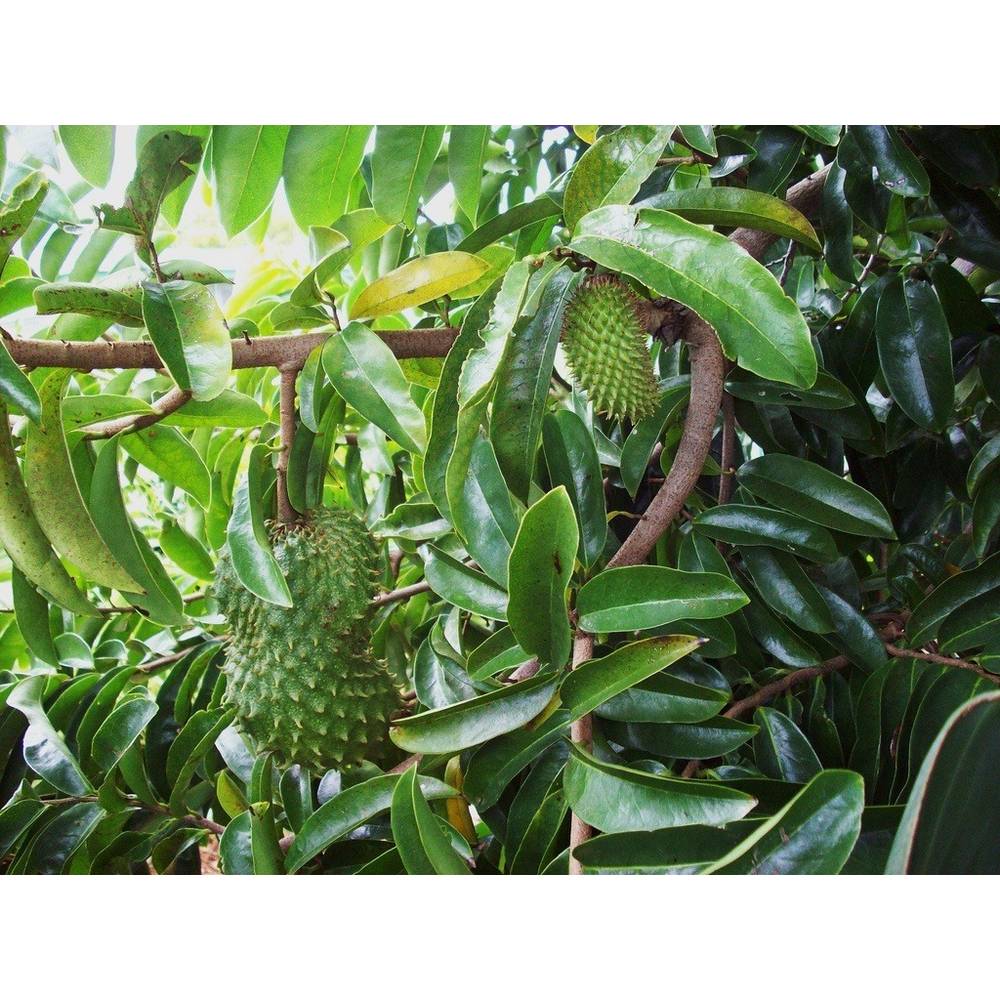 solia graviola anona list 2000 Graviola is a small